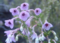 Erica newdigatei