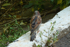 Passer domesticus