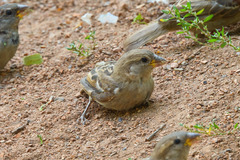 Passer domesticus