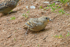 Passer domesticus