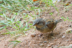 Passer domesticus