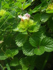 Teucrium pyrenaicum