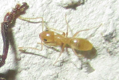 Tapinoma luteum