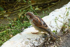Passer domesticus