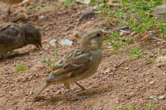 Passer domesticus