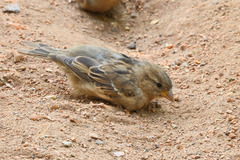 Passer domesticus