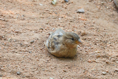 Passer domesticus