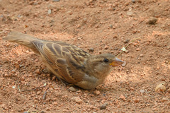 Passer domesticus