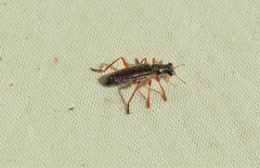 Lemidia subaenea