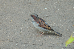 Passer domesticus
