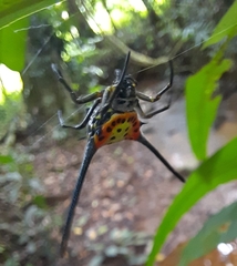 Gasteracantha dalyi