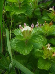 Teucrium pyrenaicum