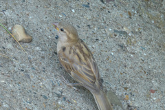 Passer domesticus