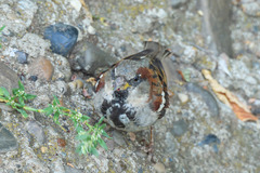 Passer domesticus