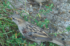 Passer domesticus