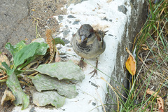 Passer domesticus