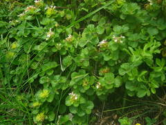 Teucrium pyrenaicum