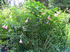 Brugmansia versicolor
