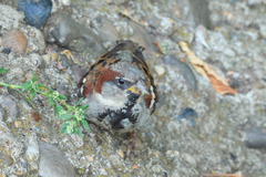 Passer domesticus