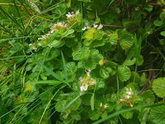 Teucrium pyrenaicum