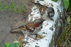 Passer domesticus