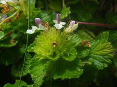 Teucrium pyrenaicum