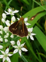 Parnara guttata