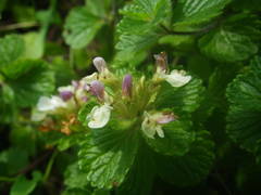 Teucrium pyrenaicum