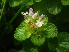 Teucrium pyrenaicum