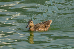 Anas platyrhynchos