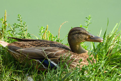 Anas platyrhynchos