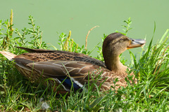 Anas platyrhynchos