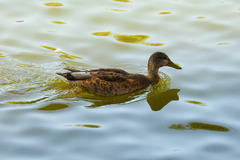 Anas platyrhynchos