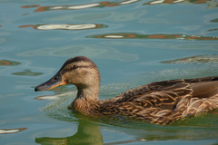 Anas platyrhynchos