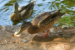 Anas platyrhynchos