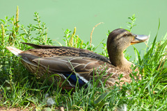Anas platyrhynchos