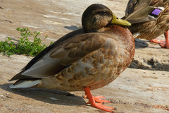 Anas platyrhynchos