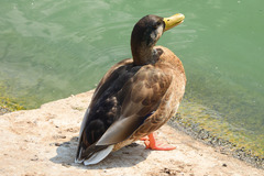 Anas platyrhynchos