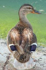 Anas platyrhynchos