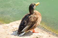 Anas platyrhynchos