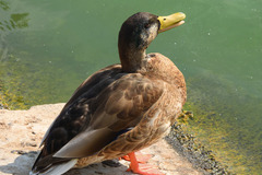 Anas platyrhynchos