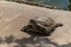 Trachemys scripta