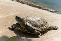 Trachemys scripta