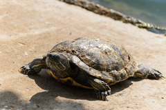 Trachemys scripta