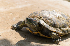 Trachemys scripta