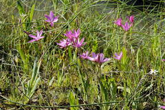 Hesperantha pauciflora