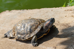 Trachemys scripta