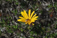 Gorteria integrifolia