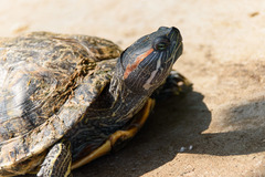Trachemys scripta
