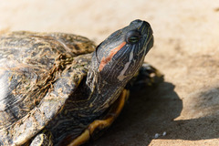 Trachemys scripta